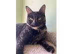 Scarlet, Domestic Shorthair For Adoption In Margate, Florida