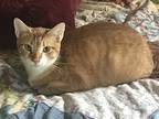 Leroy Jenkins, Domestic Shorthair For Adoption In San Ramon, California