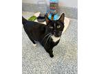 Jack Frost, Domestic Shorthair For Adoption In Stafford, Virginia