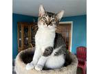 Janis Joplin, Domestic Shorthair For Adoption In Lewistown, Pennsylvania