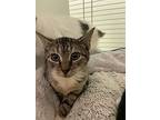 Cheetah, Domestic Shorthair For Adoption In Margate, Florida