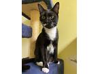 Claude, Domestic Shorthair For Adoption In Margate, Florida