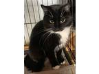 Amy (female Tux), Domestic Shorthair For Adoption In Lewistown, Pennsylvania
