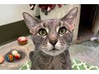 Thunder, Domestic Shorthair For Adoption In Chicago, Illinois