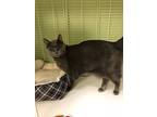Smokey, Russian Blue For Adoption In Margate, Florida