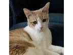 Teddy (adult Male-special Needs), Domestic Shorthair For Adoption In Lewistown