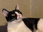 Hannah (tons Of Purrs And Love To Give!), Domestic Shorthair For Adoption In