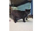 Emily, Domestic Shorthair For Adoption In Gananoque, Ontario