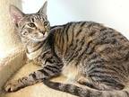 Tink, Domestic Shorthair For Adoption In Margate, Florida
