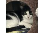 Tara, Domestic Shorthair For Adoption In Gananoque, Ontario