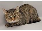 Pumpkin Pie, Domestic Shorthair For Adoption In Stafford, Virginia