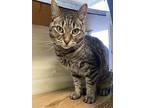Nia, Domestic Shorthair For Adoption In Margate, Florida
