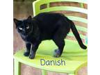 Danish, Domestic Shorthair For Adoption In Macon, Georgia