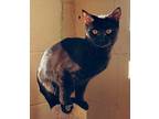 Nimbus, Domestic Shorthair For Adoption In Stafford, Virginia