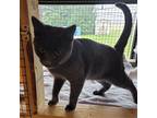 Vincent, Domestic Shorthair For Adoption In Lewistown, Pennsylvania