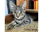 Costa Mesa, Domestic Shorthair For Adoption In Lewistown, Pennsylvania