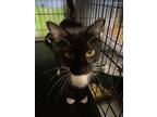 Allie (female Tux), Domestic Shorthair For Adoption In Lewistown, Pennsylvania