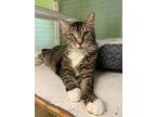 Frappe, Domestic Shorthair For Adoption In Margate, Florida