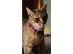 Scarlett (female Adult), Domestic Shorthair For Adoption In Lewistown