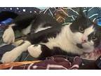 Sweet Basil, Domestic Shorthair For Adoption In Trenton, New Jersey