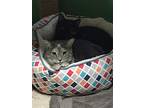 Ursla, Domestic Shorthair For Adoption In Stafford, Virginia