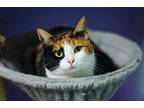 Aster, Domestic Shorthair For Adoption In Stafford, Virginia