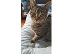 Nick, Domestic Shorthair For Adoption In Lewistown, Pennsylvania
