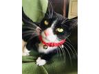 Bobbie Girl (adult Female), Domestic Shorthair For Adoption In Lewistown