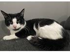 Sia, Domestic Shorthair For Adoption In Lewistown, Pennsylvania