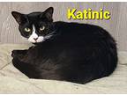 Katinic, Domestic Shorthair For Adoption In Macon, Georgia