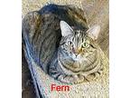 Fern, Domestic Shorthair For Adoption In Macon, Georgia
