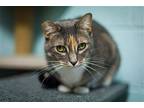Penelope, Domestic Shorthair For Adoption In Stafford, Virginia