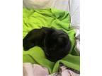 Rosie (black Young Female), Domestic Shorthair For Adoption In Lewistown