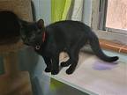 Grand Marshall Beans, Domestic Shorthair For Adoption In Stafford, Virginia