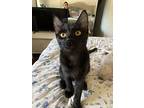 Thin Mint (bonded With Tagalong), Domestic Shorthair For Adoption In Tracy