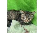 Abby (baby Girl-lovable), Domestic Shorthair For Adoption In Lewistown