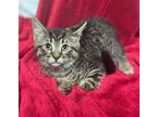 Gravy Beef Sausage, Domestic Shorthair For Adoption In Stafford, Virginia