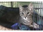 Rerun, Domestic Shorthair For Adoption In Lewistown, Pennsylvania