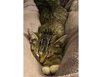 Grace (young Kitten), Domestic Shorthair For Adoption In Lewistown, Pennsylvania