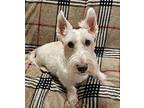Braedon & Brighton - Rest In Peace, Scottie, Scottish Terrier For Adoption In