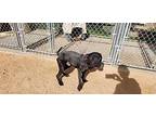 Black Jack, American Pit Bull Terrier For Adoption In California City