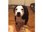 Satchel, Terrier (unknown Type, Medium) For Adoption In Spartanburg