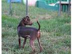 Coral, Miniature Pinscher For Adoption In Morganville, New Jersey