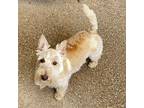 Meadow - Needs Your Help!, Scottie, Scottish Terrier For Adoption In Dallas
