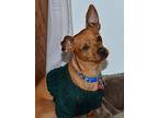 Ren, Miniature Pinscher For Adoption In Carlsbad, California