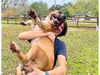 Molly Ann, American Pit Bull Terrier For Adoption In Marysville, Washington