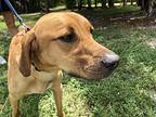 Carson, Labrador Retriever For Adoption In Palm City, Florida