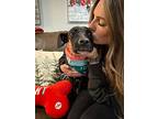 Hope Sugar Little Cuddler, American Pit Bull Terrier For Adoption In Marysville