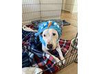 Ashton (reduced Fee), Bull Terrier For Adoption In Tracy, California