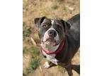 Billy (reduced Fee), American Pit Bull Terrier For Adoption In Tracy, California